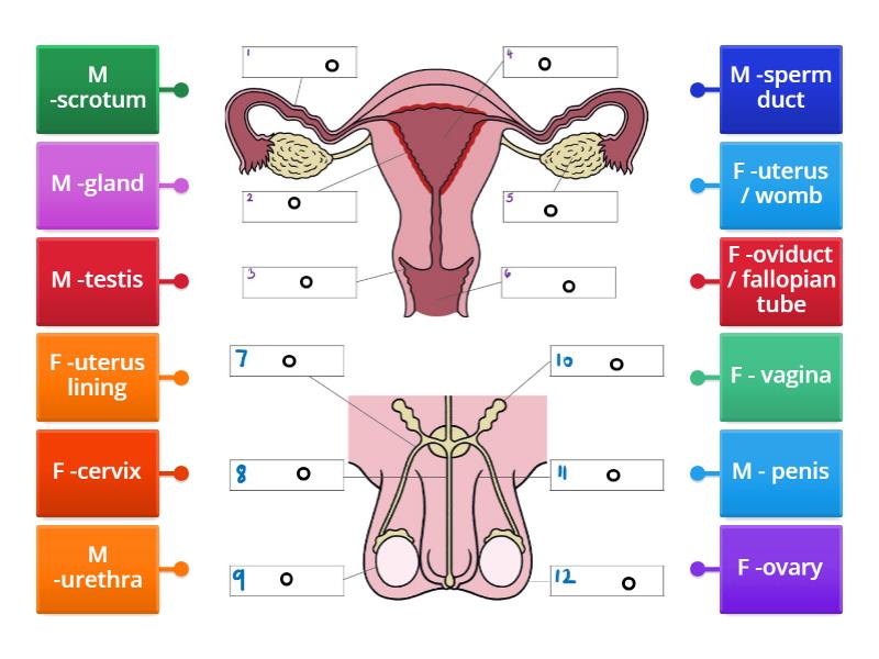 Easier- Male and female reproductive organs - Labelled diagram