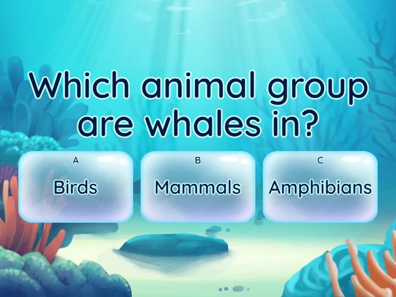 actwhales-ocean-series-questions-quiz