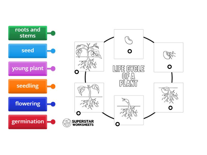 Plant Life Cycle - Labelled diagram