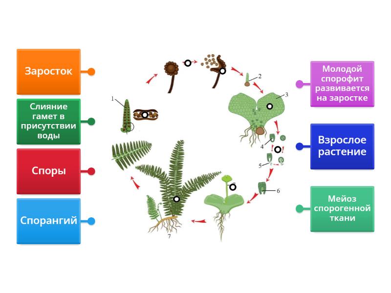 Описание жизненного цикла папоротника