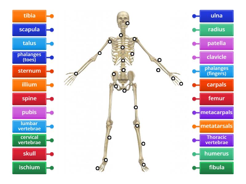 Articulated Skeleton - Labelled diagram