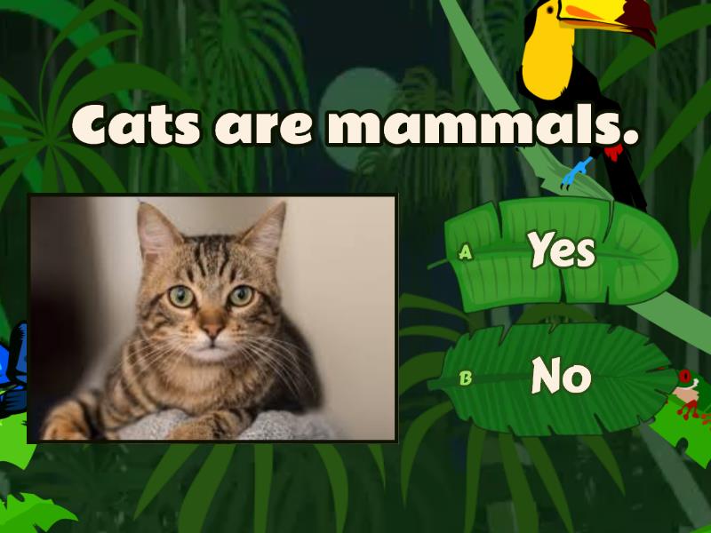 Mammals/ Reptiles/ Amphibians - Quiz