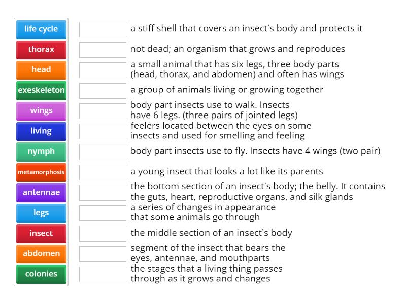 Insect Vocabulary - Match up
