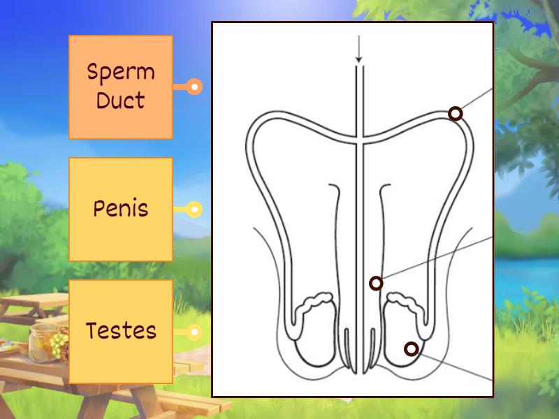 s2-biology-human-body-penis-diagram-labelled-diagram