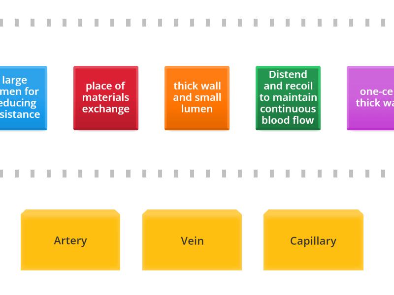 3-types-of-blood-vessels-speed-sorting