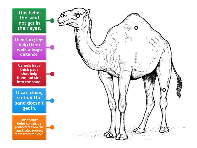 Camel Diagram - Labelled diagram