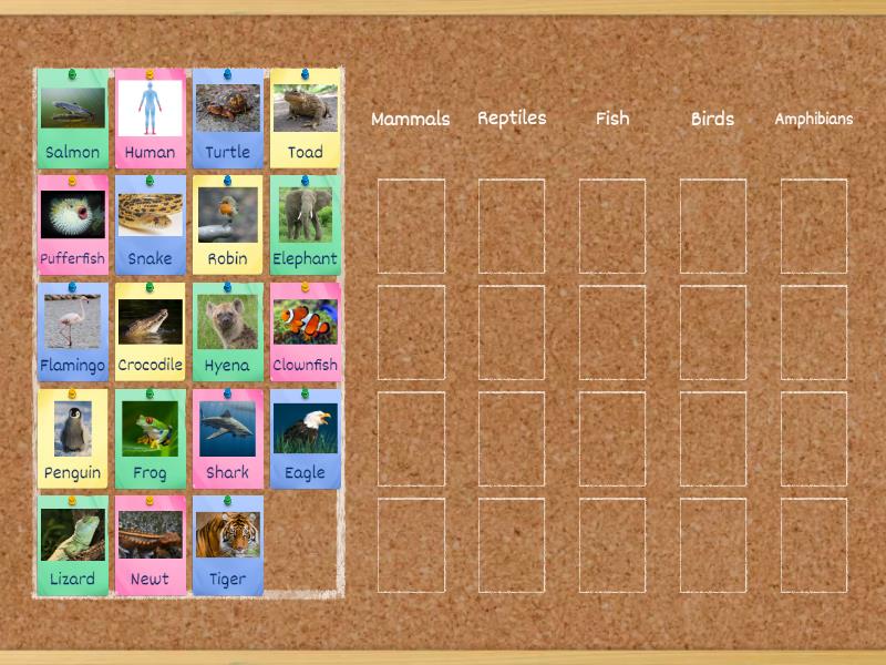 Classifying animals ordenar por grupo