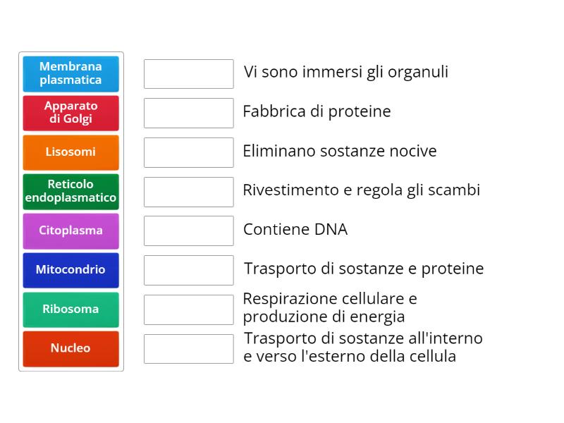 Abbina Struttura e funzione corretta all'interno della cellula animale ...