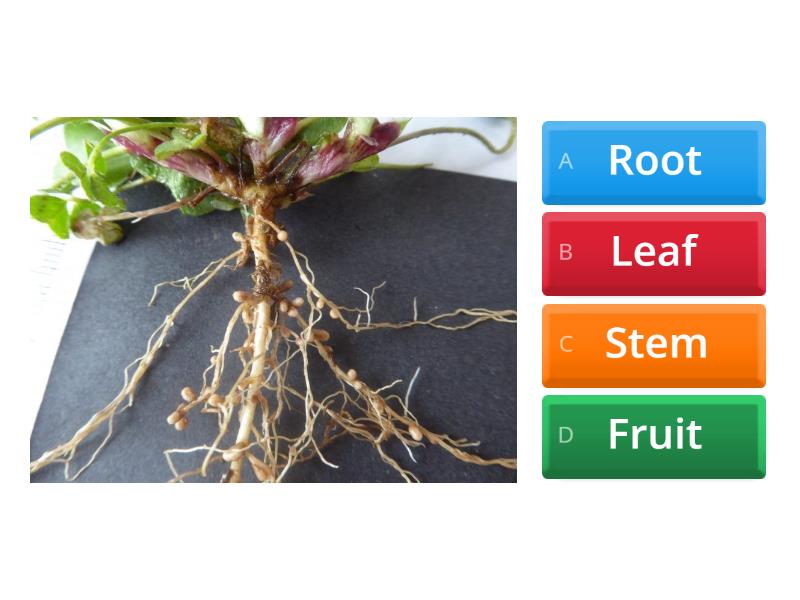 plant-parts-and-its-functions-quiz