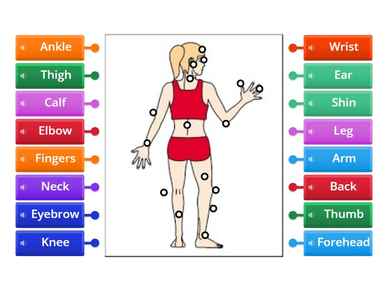 Body Parts Class C - Labelled diagram