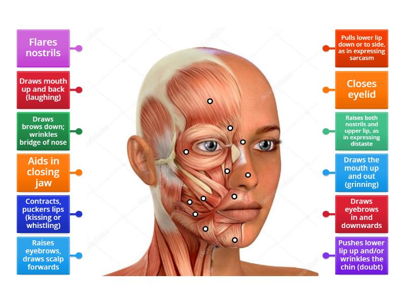 Muscles of the head, neck and shoulders - Labelled diagram