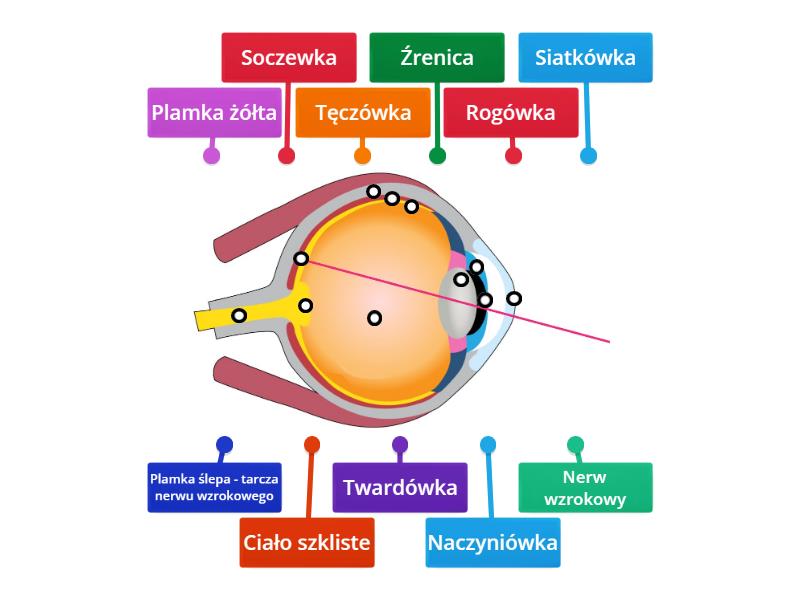Budowa oka Labelled diagram