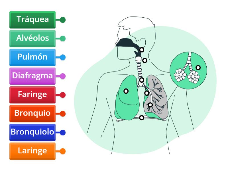 Partes del sistema respiratorio - Labelled diagram