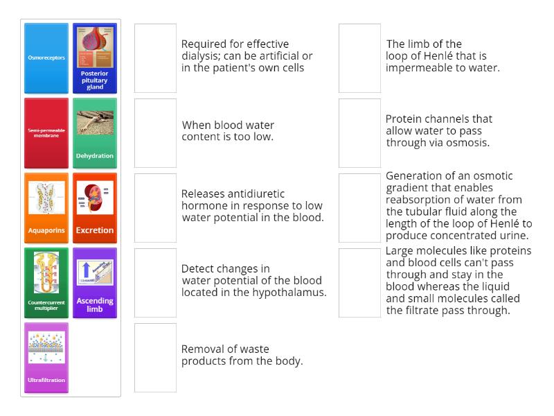 Kidney Function - Match up