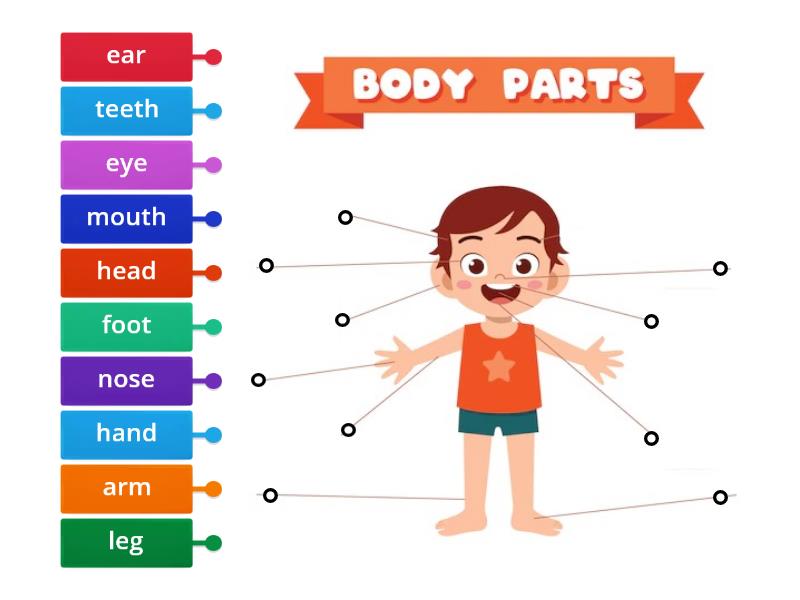 Parts Of The Body - Labelled Diagram