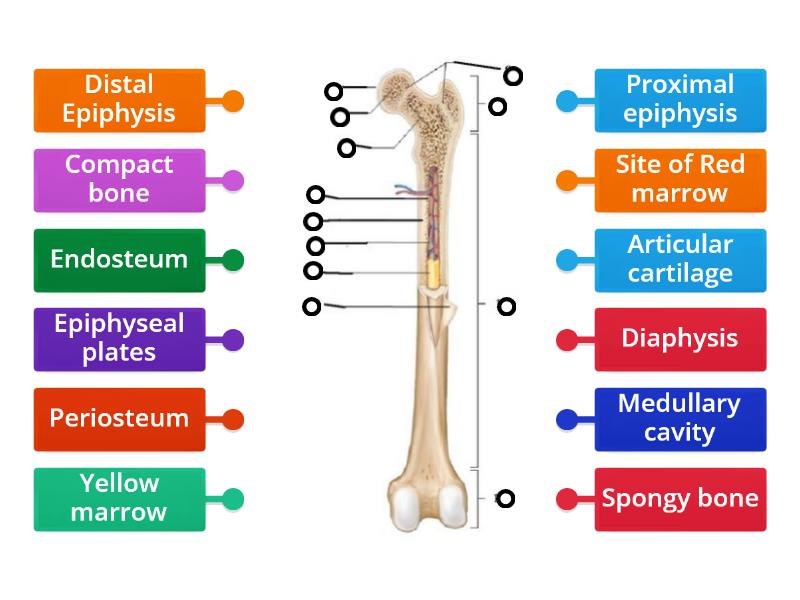 Long bone Labelling - Labelled diagram