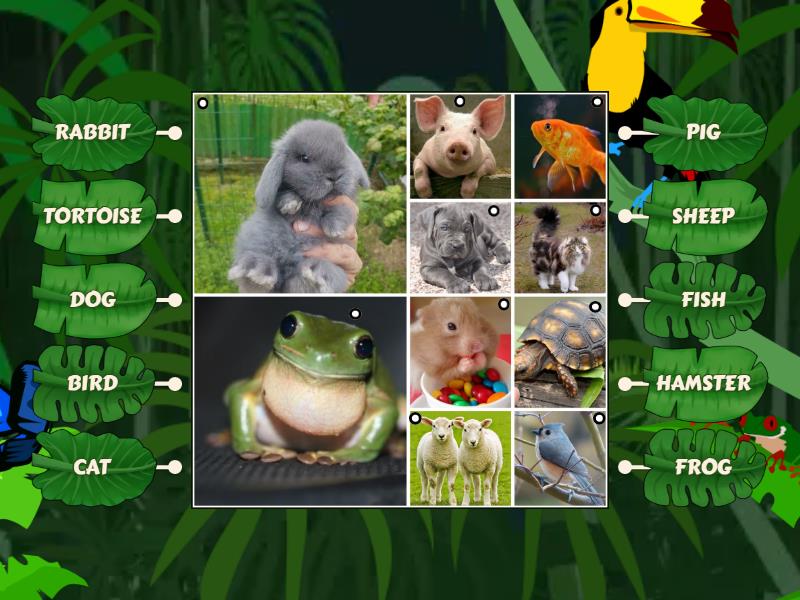 PETS - Labelled diagram