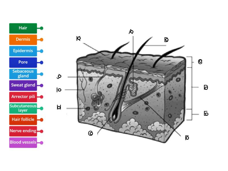 Skin's structure - Labelled diagram