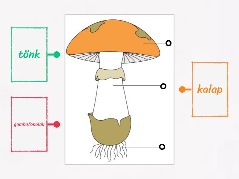 A kalapos gomba részei - Labelled diagram