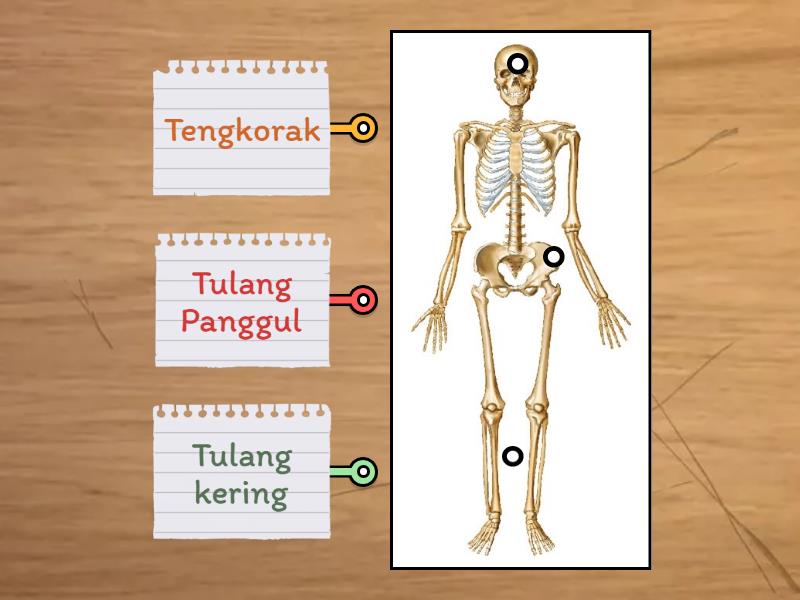 bagian kerangka manusia - Labelled diagram