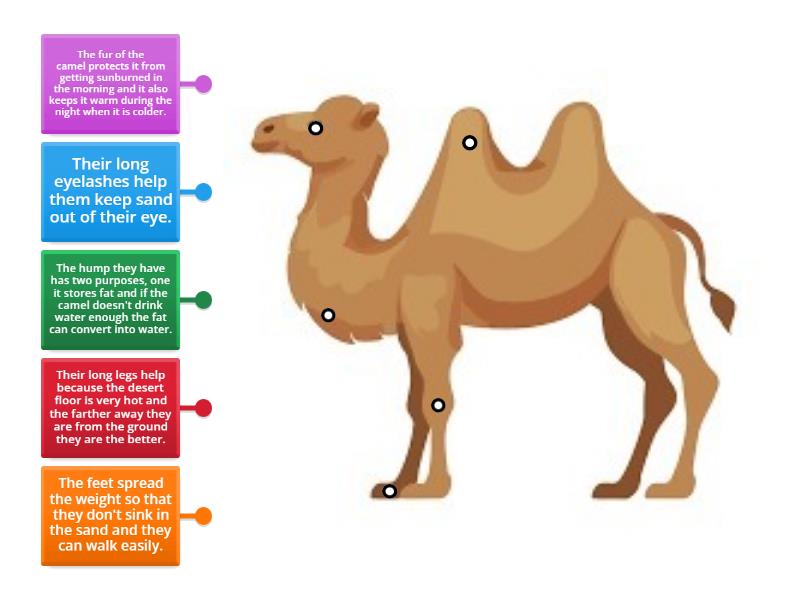 Camel Diagram! - Labelled diagram