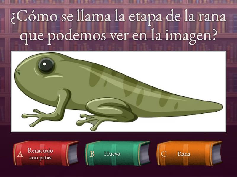 Etapas de la rana - Cuestionario