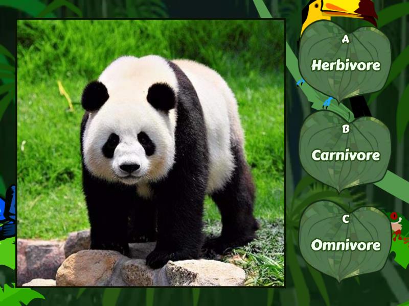 Herbivore, Carnivore Or Omnivore? - Quiz