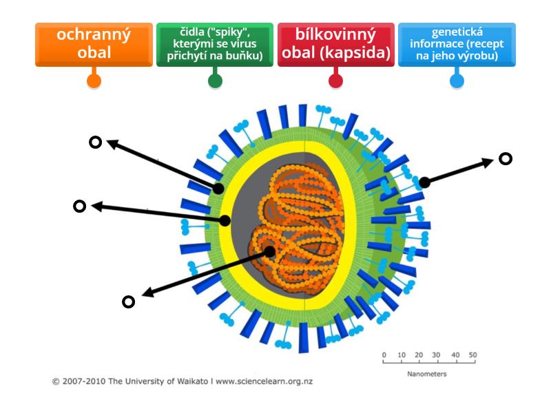 Stavba viru - Labelled diagram