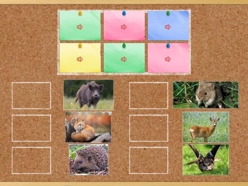 Waldtiere zuordnen ohne Schrift - Match up