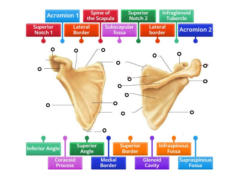 Bony Landmarks of the Scapula Labelled diagram