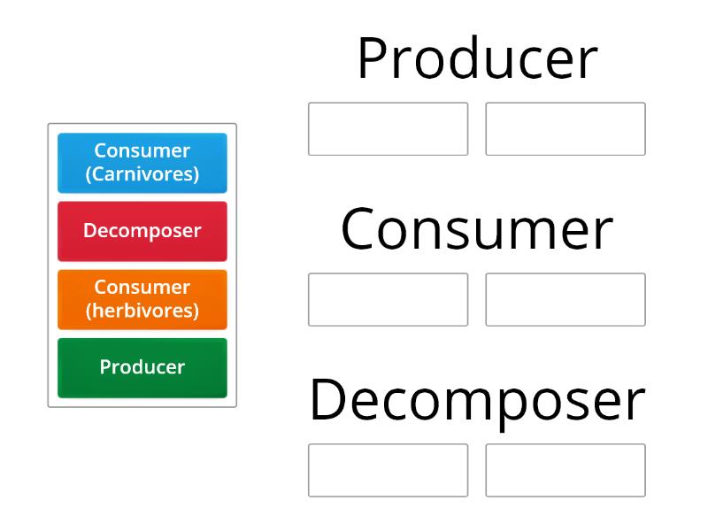 5 link food chain