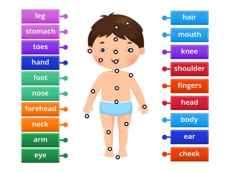 Parts of the body - Labelled diagram