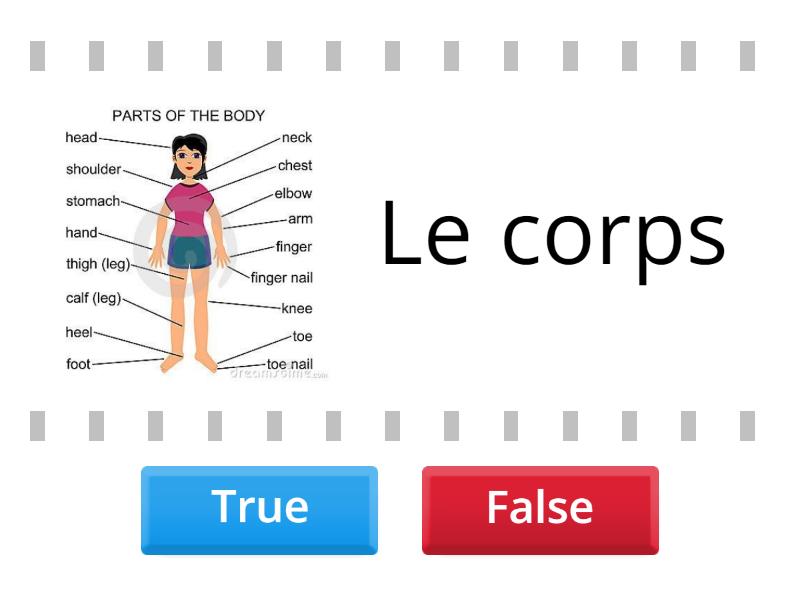 Le corps humain! - True or false