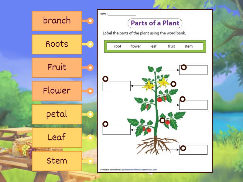 Parts of a Plant - Labelled diagram