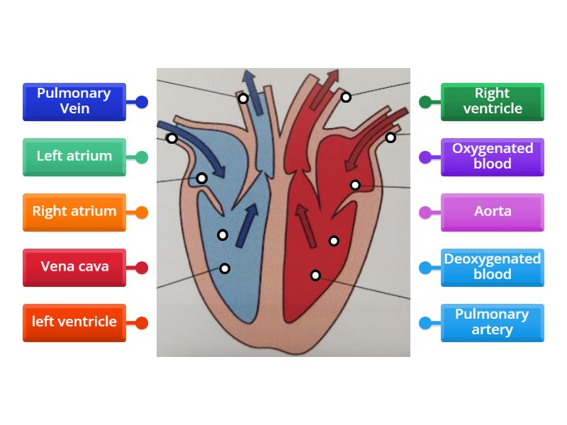 Labelling The Heart