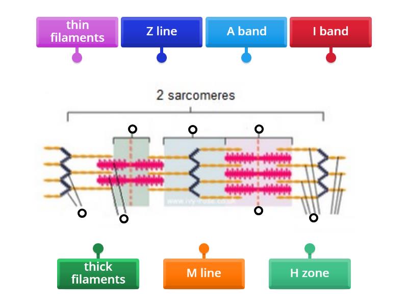Sarcomere Structure - Labelled diagram