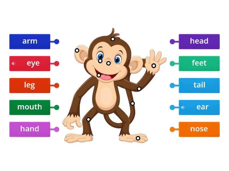 monkey - Labelled diagram