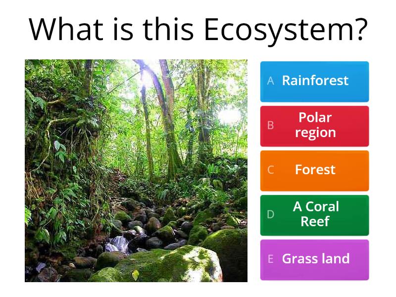 Ecosystems & Food Chains/Webs - Quiz