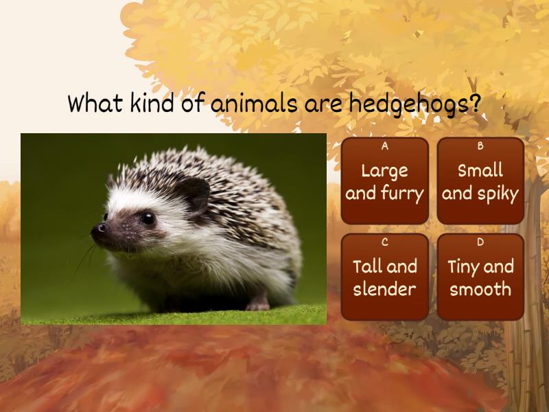 Hedgehog day - Reading - Quiz