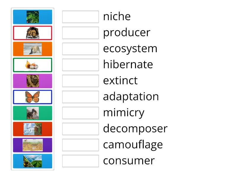 ECOSYSTEM VOCABULARY WORDS - Match up