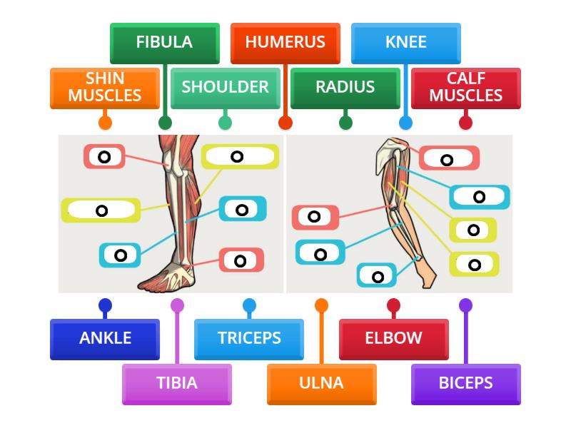 Bone Muscle & Joint