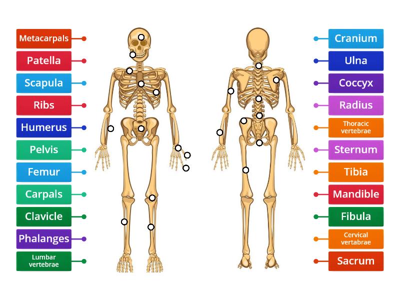 GCSE Skeletal System - Labelled diagram