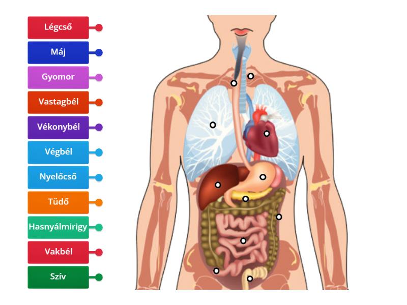 Organs - Labelled diagram