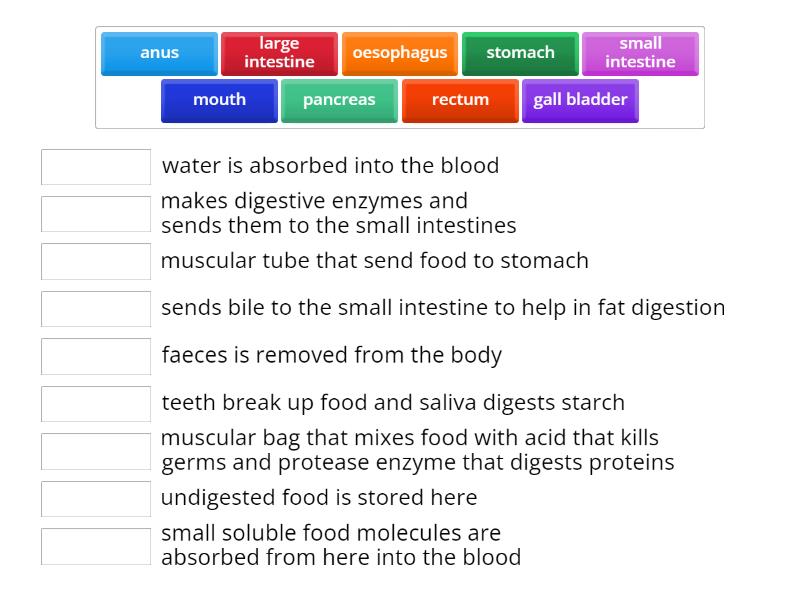 Digestive system - Match up