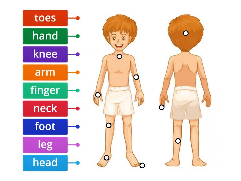 My body - Labelled diagram