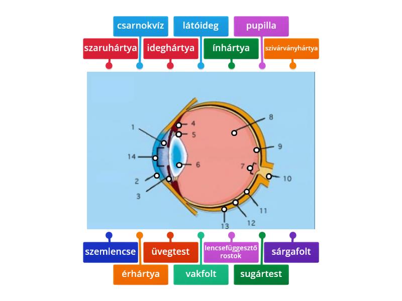 A szem szerkezete - Labelled diagram