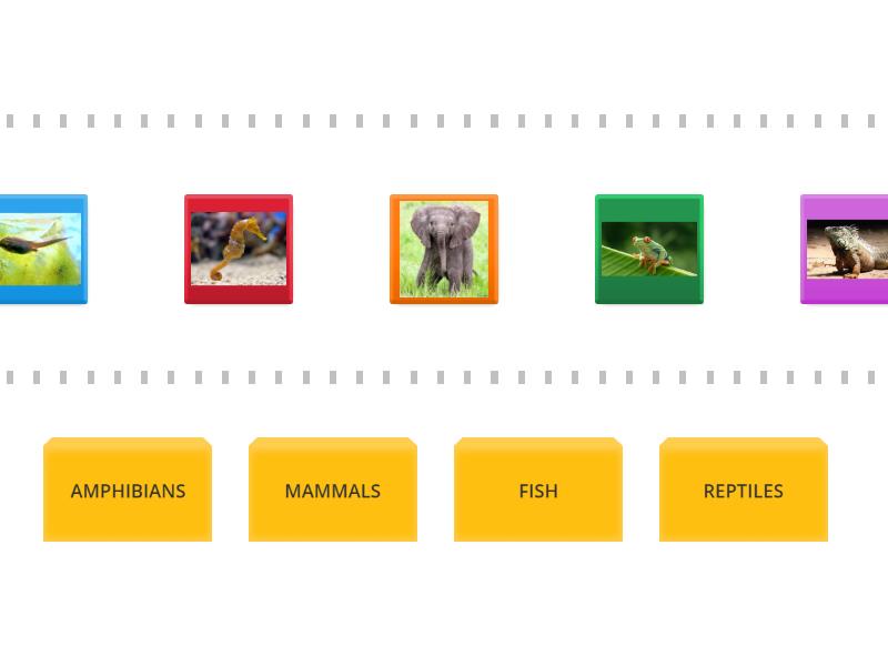 LEARNING LANDSCAPE 3 - UNIT 1 NS (ANIMAL GROUPS 1) - Speed sorting