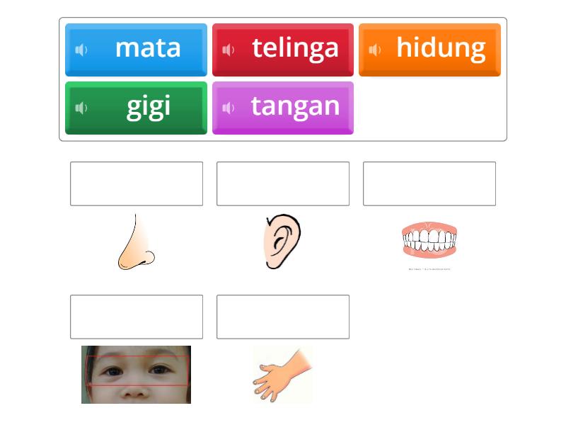 Game bagian anggota tubuh - Match up