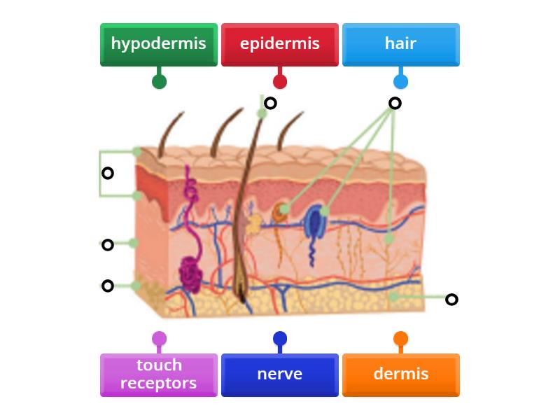 Touch Sense Unit 2 Labelled Diagram