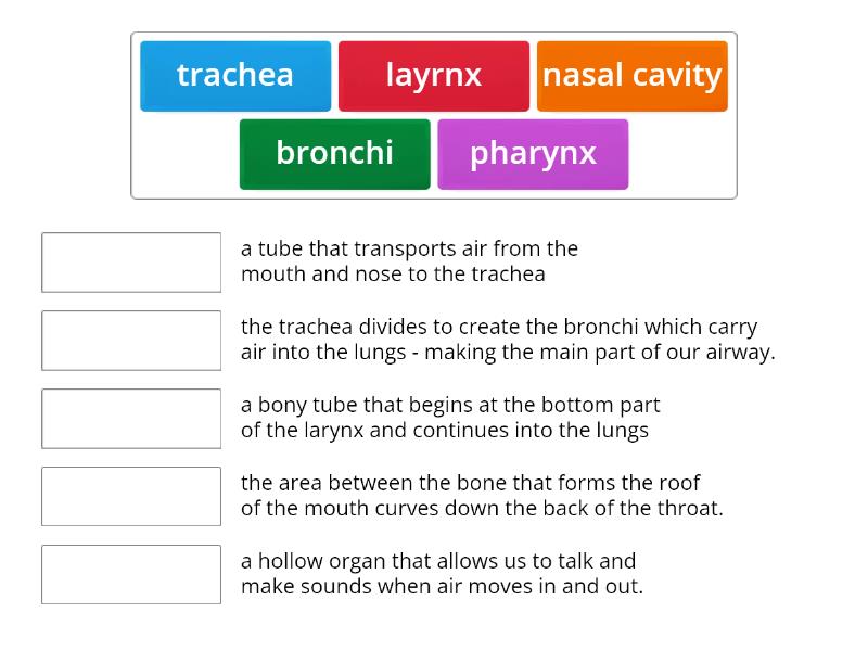 Me5a Biology - Parts of the Respiratory System - Match up